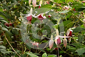 Fuchsia LadyÃ¢â¬â¢s Eardrops flowers in the garden